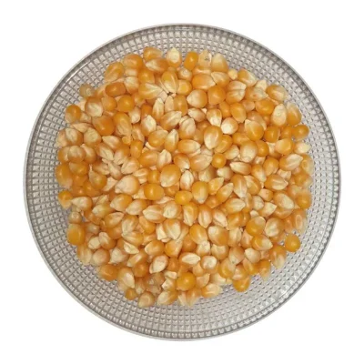 عکس ذرت پاپکورنی آمریکایی